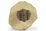 Enrolled Reedops Trilobite - Atchana, Morocco #271915-2